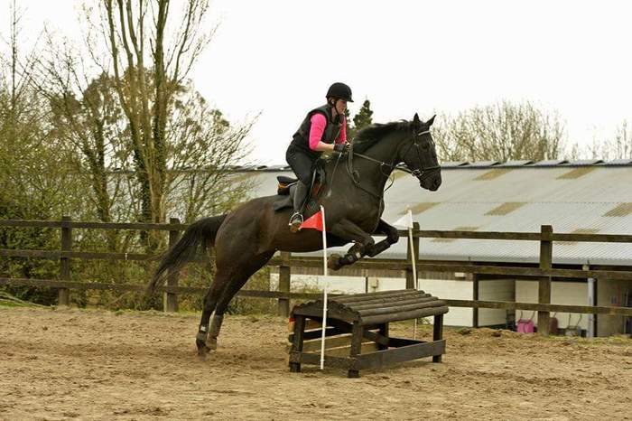 Coco is A New Mare Thanks to Kelly at Celaeron and Hack Up